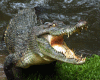 Pet Crocodilo Assassino