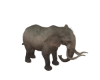[M] Elephant