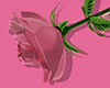Big Rose | Pink