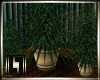 !LL! Aspen Pine Plant