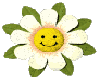 Daisy  Flower Animated