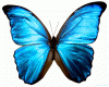 colourful butterflies