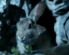 [T] Doomsday Rabbit