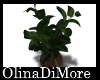 (OD) Green plant