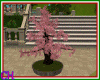 ch)bonsái blossom 