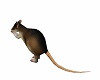 RAT