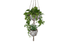 Hanging Plants