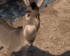 Animated Donkey Head M\F