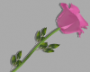 Love Rose | Pink
