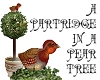 Partridge ina Pear Tree