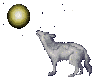 wolf