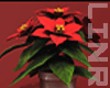 Poinsettia Plant