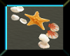 Seashells & starfish