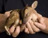 baby fawn in hands