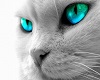 Cat eyes aqua