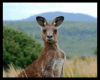 kangoroo savana