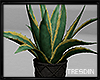 Snake Plant