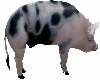 Farm Pig Adult 2