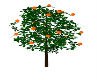 orange tree 