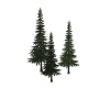 Three Pine Trees