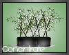 CON| Bamboo Plant -Black