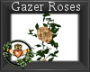 ~QI~ Gazer Roses