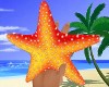 Hold Starfish 1