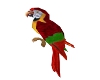 My Rasta Parrot