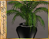 I~Steele Palm Plant