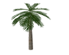 Palm Tree