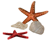 Starfishfishes&SeaShells
