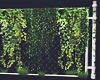 Ivy Plant+Metal Fence