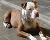 pitbull