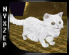 Persian White Cat Anim.