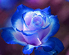 [Tazz] Blue neon rose