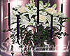 SA Wedding Floral Stand