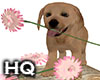 Spring Puppy