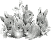 silver bunnies