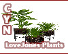 LoveJones Plants