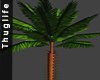 Indoor Palm Tree