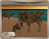 camel group