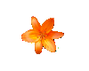 Sml Orange Lily