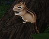 Cute Chipmunk
