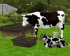 Farm Rustic Cows