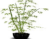 BAMBOO IN BLK POT