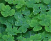 Clover Picture