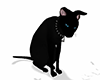 £ - Black cat.
