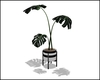 Monstera Plant