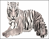 White Tiger Pet