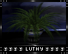 |L| Sonata Plant